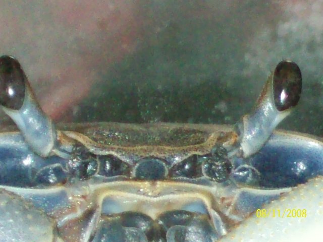 crabman%20075.jpg