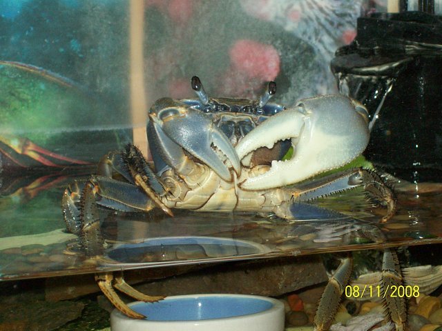 crabman%20077.jpg