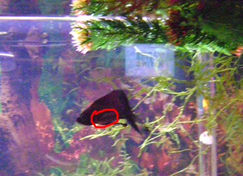0fishes 004.png