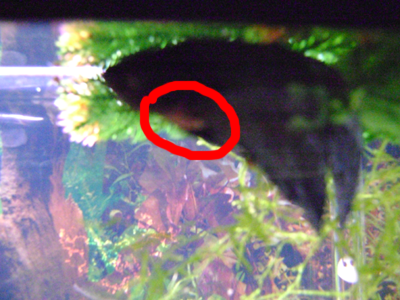 0fishes 012.png 0fishes 012.png