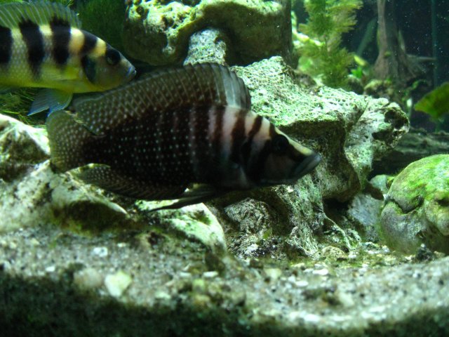 IMG_0885.JPG