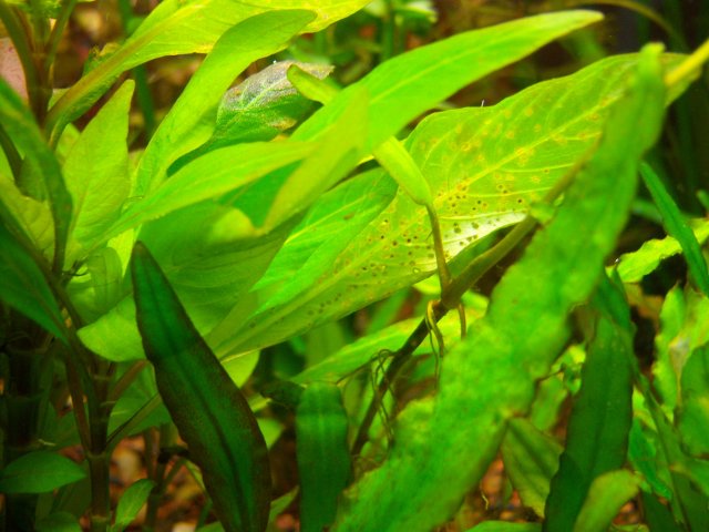 100_0950.jpg