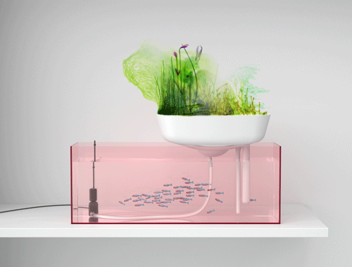 aquariumfinal-rose2-test1.gif aquariumfinal-rose2-test1.gif