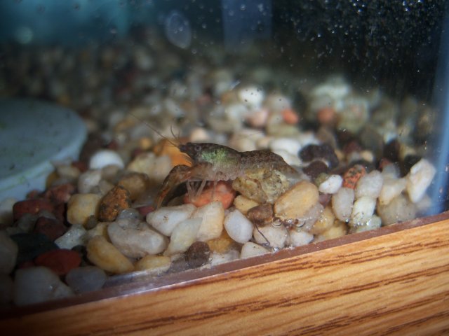 cray and aspidora 004.jpg
