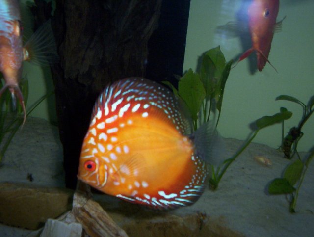lights 005.JPG