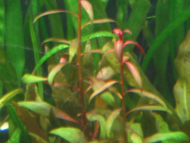 new tank 046.jpg