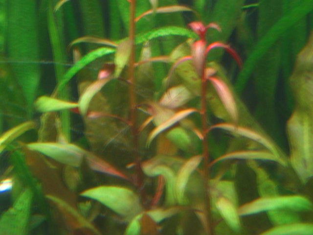 new tank 044.jpg