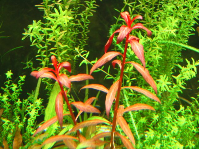 new tank 038.jpg