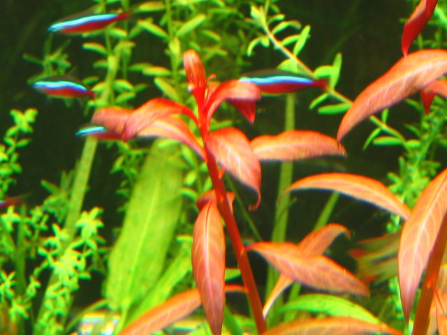 new tank 041.jpg