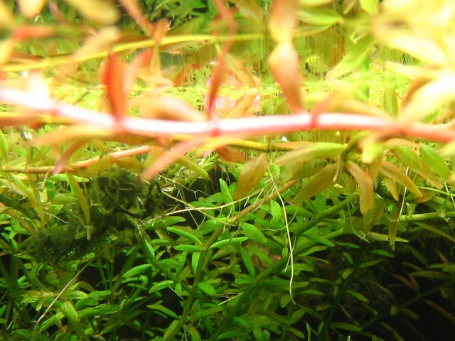 new tank 042.jpg