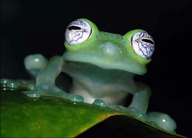 Froggy.jpg