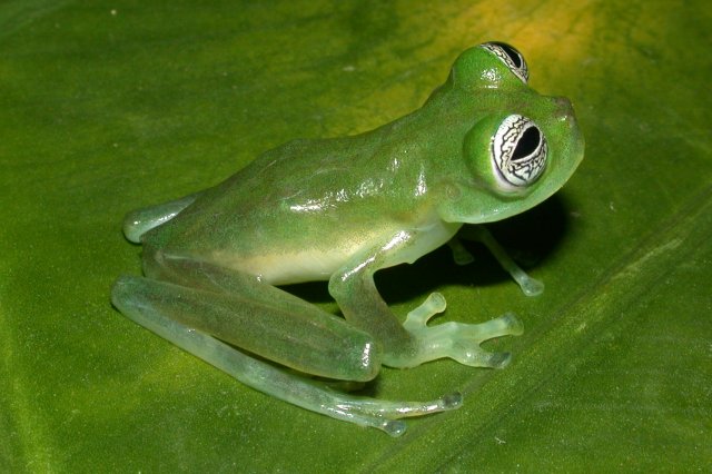 frog2.jpg