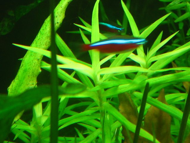 new tank 612.jpg