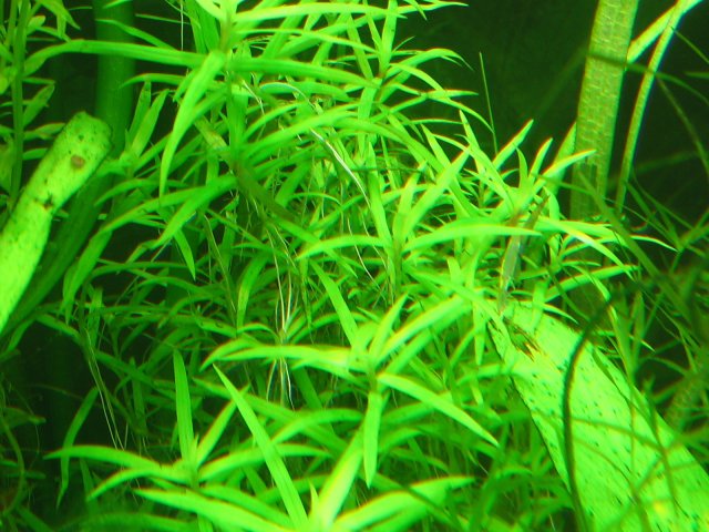 new tank 619.jpg