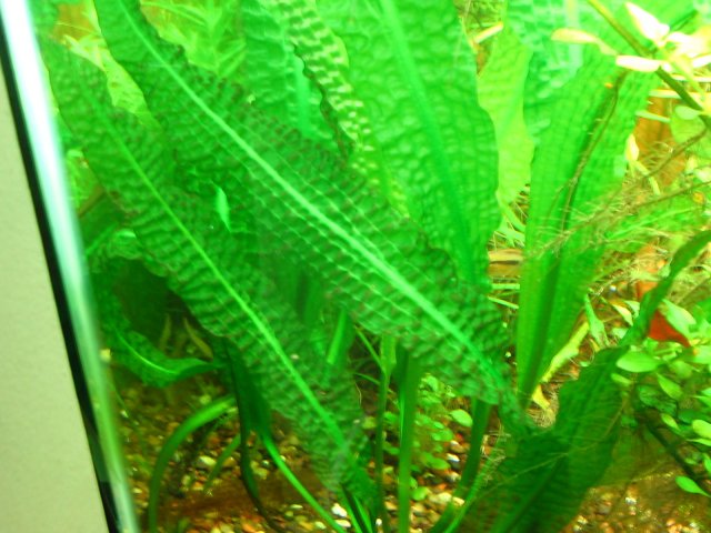 new tank 622.jpg