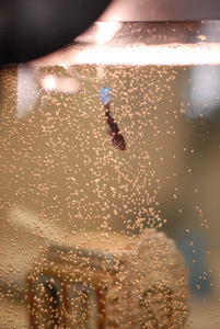 DSC_0437_resize.JPG
