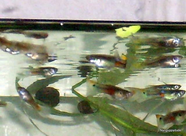 DSCI0417.JPG DSCI0417.JPG