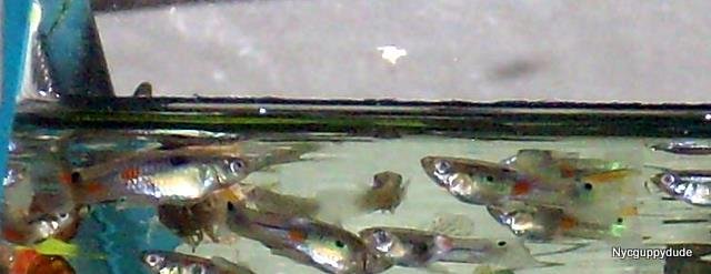 DSCI0421.JPG DSCI0421.JPG