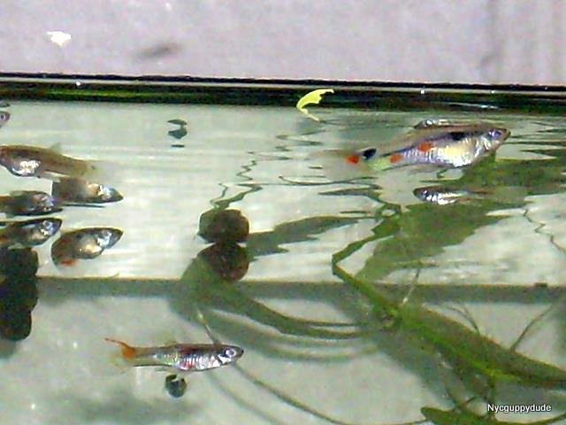 DSCI0436.JPG DSCI0436.JPG
