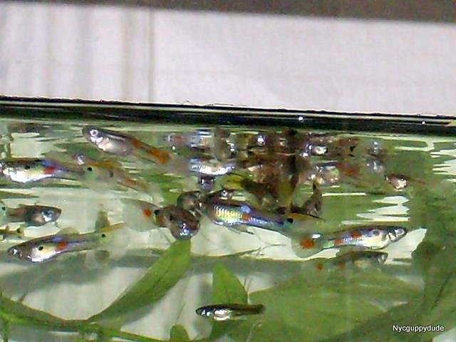 DSCI0443.JPG DSCI0443.JPG