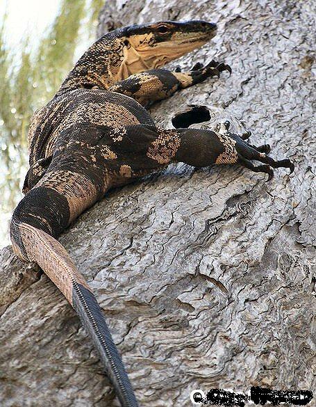lookdaddyabiglizard.jpg