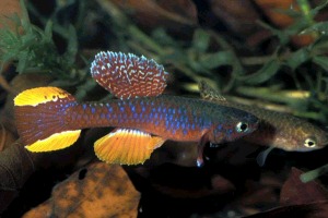 fishnie.jpg