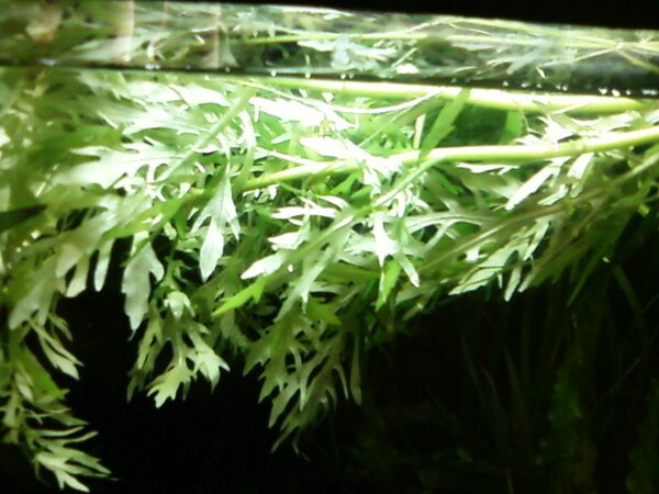 new plant floating.jpg
