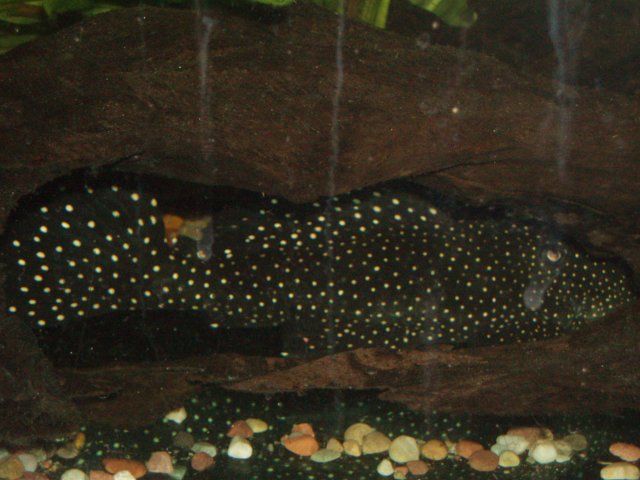 Tannis Body Side.JPG Tannis Body Side.JPG