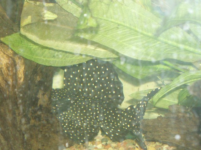 Tannis Dorsal.JPG Tannis Dorsal.JPG