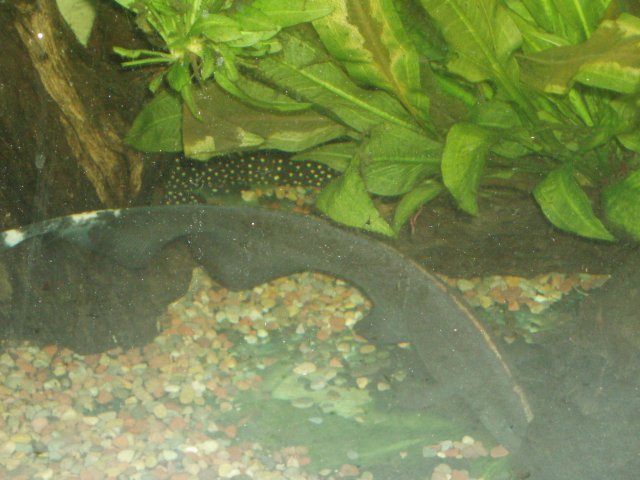 Blade 02.JPG Blade 02.JPG