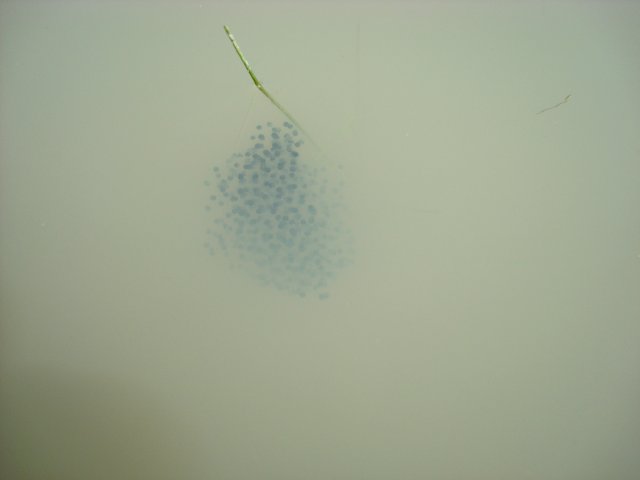 DSC08897.JPG