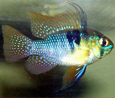 blue_ram_sml_1.jpg
