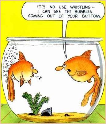 goldfish.jpg