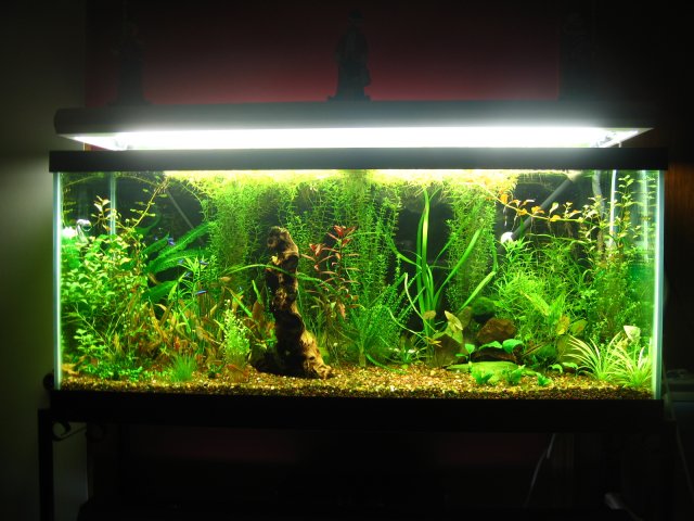 new tank 640.jpg