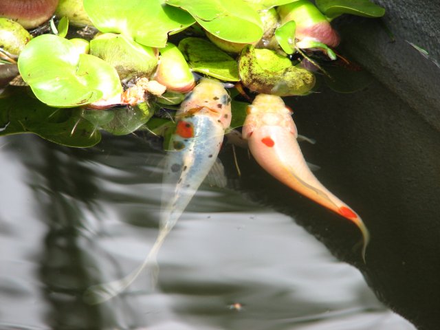 IMG_4772.JPG
