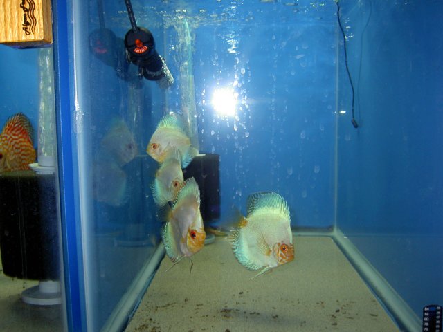 PICT0589.JPG PICT0589.JPG