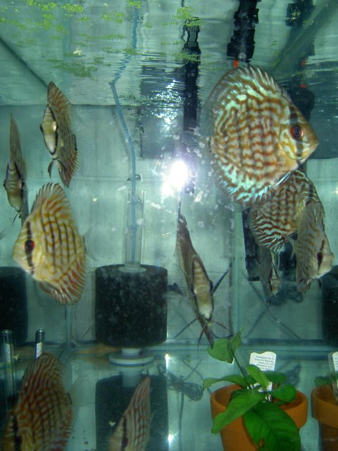 PICT0585.JPG PICT0585.JPG