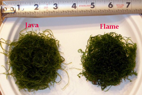 mosses.jpg