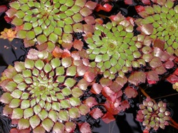 fllud-2T.jpg
