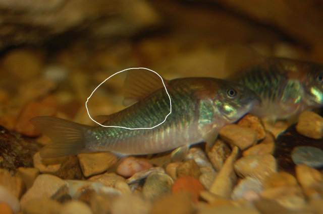 weird cory pic 2.JPG