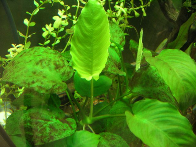 DSCN4271.JPG