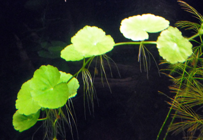 Hydrocotyle Leucocephala.jpg