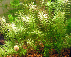 Rotala Indica.jpg