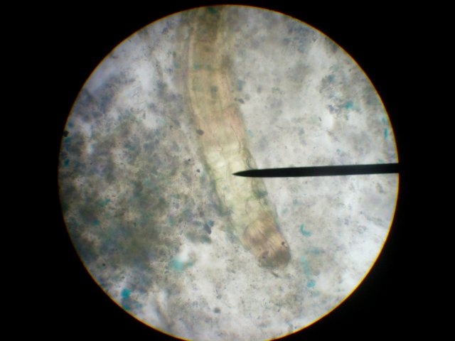 HPIM0986.JPG