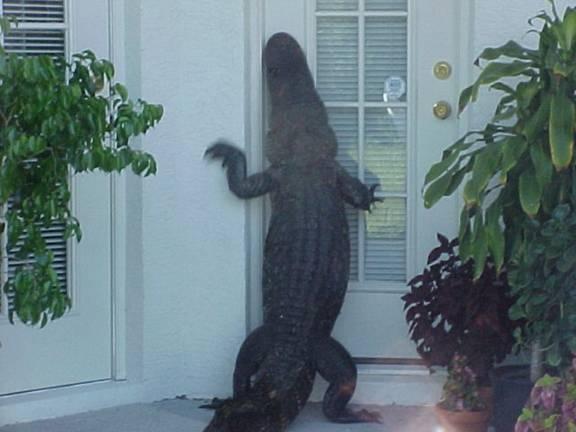 Alligator-704296.jpg