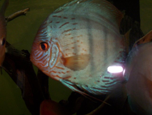 newfishpics 003.JPG