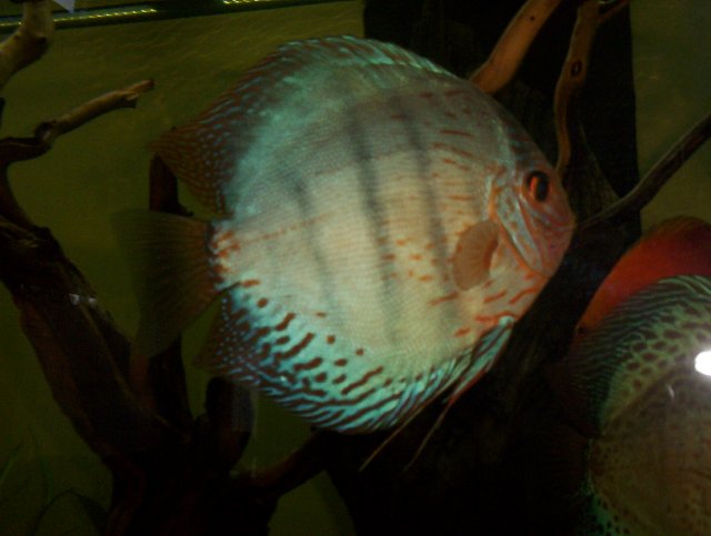 newfishpics 006.JPG