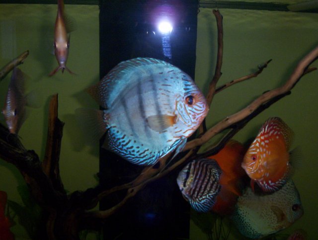 newfishpics 010.JPG