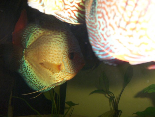 newfishpics 008.JPG