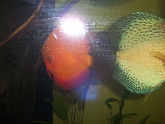 newfishpics 009.JPG